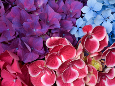 Hydrangea Blossoms.jpg