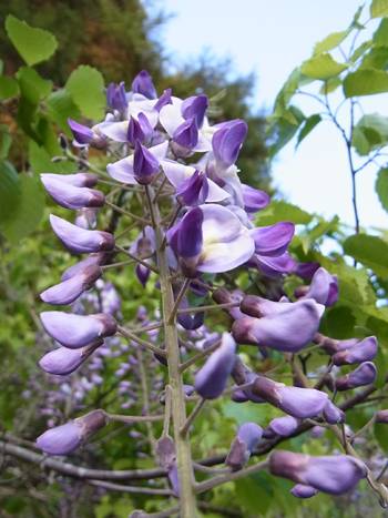 20130425 019.jpg