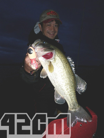 42cm.jpg