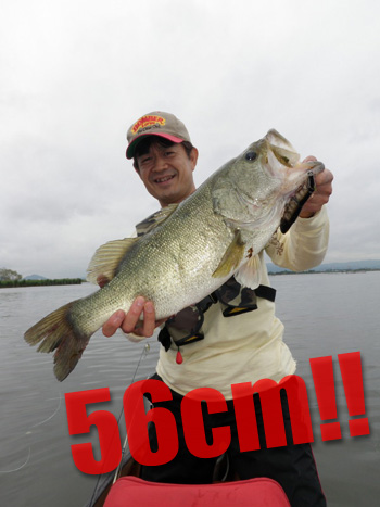 56cm-A.jpg