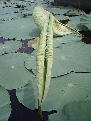 CA340697.jpg