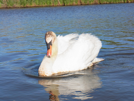 Fishing20150604 008.jpg