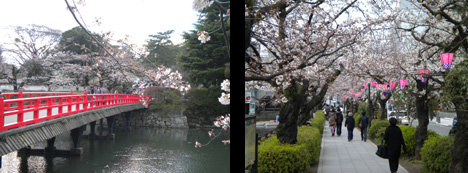 sakura.jpg
