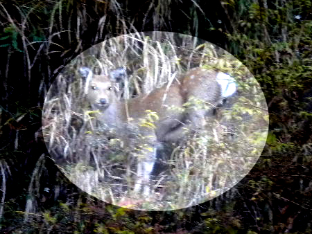 sika.jpg